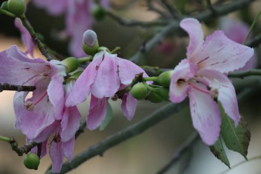 Pembe çiçek dalı. ceiba Specosa Yüksek kalite fotoğraf