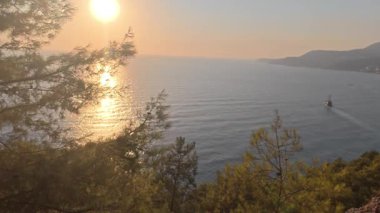 Deniz kıyısındaki kozalaklı orman, sakin günbatımı. Yüksek kalite 4k görüntü