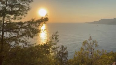 Deniz kıyısındaki kozalaklı orman, sakin günbatımı. Yüksek kalite 4k görüntü