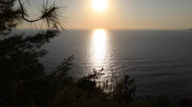 Deniz kıyısındaki kozalaklı orman, sakin günbatımı. Yüksek kalite 4k görüntü