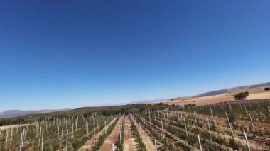 Türk elma bahçeleri. Dışarıda elma topluyorum. Elma bahçesi. Yüksek kaliteli fotoğraf.