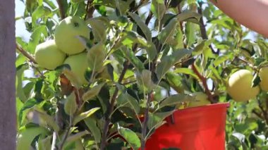 Elma tarlası işçisi. Türk elma bahçeleri. Dışarıda elma topluyorum. Elma bahçesi. Yüksek kaliteli fotoğraf.