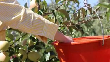 Elma tarlası işçisi. Türk elma bahçeleri. Dışarıda elma topluyorum. Elma bahçesi. Yüksek kaliteli fotoğraf.