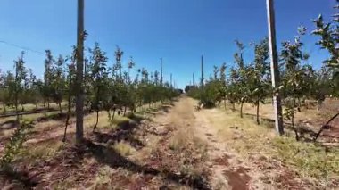 Türk elma bahçeleri. Dışarıda elma topluyorum. Elma bahçesi. Yüksek kaliteli fotoğraf.