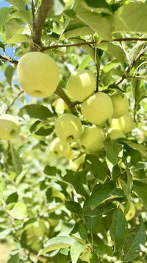 Yeşil elma ağacı. Elma bahçesi. Yüksek kaliteli fotoğraf.