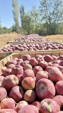 Elma tarlası işçisi. Türk elma bahçeleri. Dışarıda elma topluyorum. Elma bahçesi. Yüksek kaliteli fotoğraf.