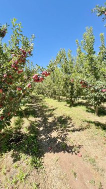 Kırmızı elma ağacı. Elma bahçesi. Yüksek kaliteli fotoğraf.