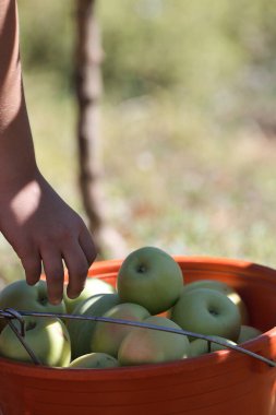 Elma tarlası işçisi. Türk elma bahçeleri. Dışarıda elma topluyorum. Elma bahçesi. Yüksek kaliteli fotoğraf.
