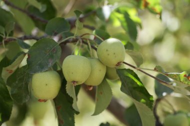 Yeşil elma ağacı. Elma bahçesi. Yüksek kaliteli fotoğraf.
