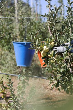Dışarıda elma topluyorum. Kovalarla hasat. Elma bahçesi. Yüksek kaliteli fotoğraf.