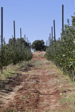 Elma bahçesi hasadı. Yığılmış ahşap sandıklar. Elma bahçesi. Yüksek kalite fotoğraf.