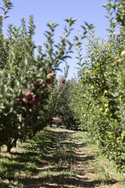 Türk elma bahçeleri. Dışarıda elma topluyorum. Elma bahçesi. Yüksek kaliteli fotoğraf.
