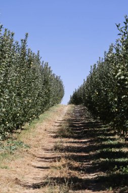Türk elma bahçeleri. Dışarıda elma topluyorum. Elma bahçesi. Yüksek kaliteli fotoğraf.