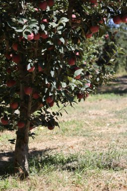 Türk elma bahçeleri. Dışarıda elma topluyorum. Elma bahçesi. Yüksek kaliteli fotoğraf.