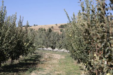 Elma bahçesi hasadı. Yığılmış ahşap sandıklar. Elma bahçesi. Yüksek kalite fotoğraf.