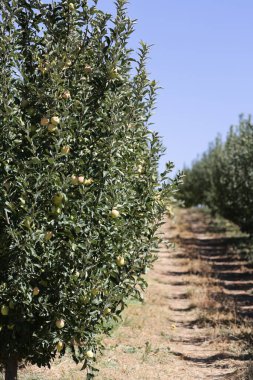 Türk elma bahçeleri. Dışarıda elma topluyorum. Elma bahçesi. Yüksek kaliteli fotoğraf.