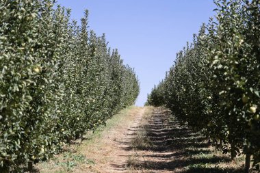 Türk elma bahçeleri. Dışarıda elma topluyorum. Elma bahçesi. Yüksek kaliteli fotoğraf.