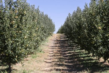 Türk elma bahçeleri. Dışarıda elma topluyorum. Elma bahçesi. Yüksek kaliteli fotoğraf.