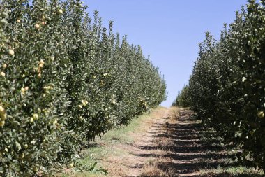 Türk elma bahçeleri. Dışarıda elma topluyorum. Elma bahçesi. Yüksek kaliteli fotoğraf.