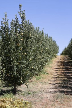 Türk elma bahçeleri. Dışarıda elma topluyorum. Elma bahçesi. Yüksek kaliteli fotoğraf.