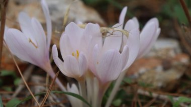 Cyclamen orman zemininde. Yüksek kalite fotoğraf