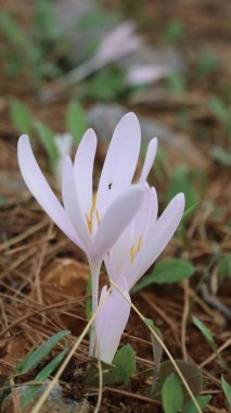 Cyclamen orman zemininde. Yüksek kalite fotoğraf