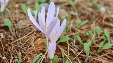 Cyclamen orman zemininde. Yüksek kalite fotoğraf