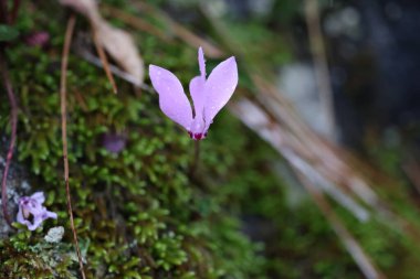 Cyclamen orman zemininde. Yüksek kalite fotoğraf