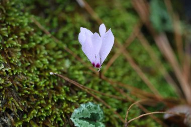 Cyclamen orman zemininde. Yüksek kalite fotoğraf
