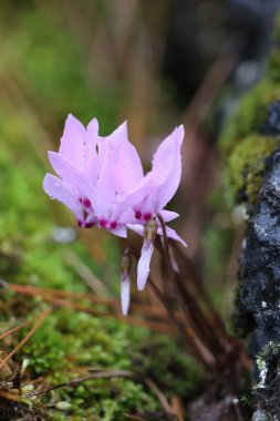 Cyclamen orman zemininde. Yüksek kalite fotoğraf