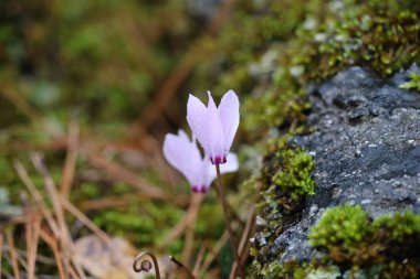 Cyclamen orman zemininde. Yüksek kalite fotoğraf