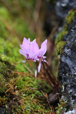 Cyclamen orman zemininde. Yüksek kalite fotoğraf
