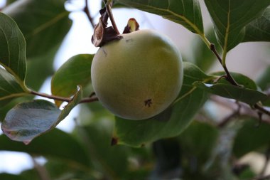 Hurma ağacı yaprakları, ağaçta olgunlaşmamış hurma ağaçları, yakın plan.