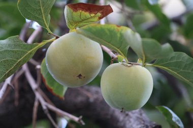 Hurma ağacı yaprakları, ağaçta olgunlaşmamış hurma ağaçları, yakın plan.