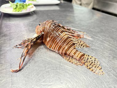 Aslan balığı, renkli, parlak renkli balık. Zehirli dikenli tehlikeli bir balık.