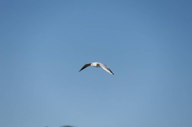 Suyun üstünde bir kuş, bir martı. Türkiye 'de bir gölde büyük bir martı. Gölün dağlık manzarası. Kaliteli fotoğraf.
