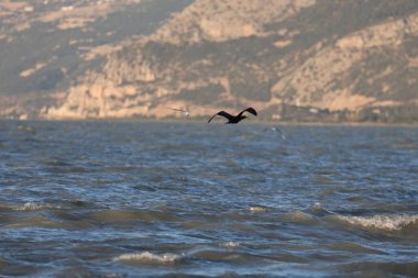 Suyun üstünde bir kuş, bir karabatak. Türkiye 'de bir gölde büyük siyah bir kuş. Dağlık göl manzaralı. Çok kaliteli bir fotoğraf.