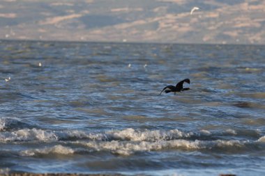 Suyun üstünde bir kuş, bir karabatak. Türkiye 'de bir gölde büyük siyah bir kuş. Dağlık göl manzaralı. Çok kaliteli bir fotoğraf.