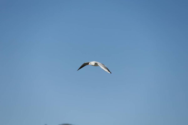 A bird above the water, a seagull. A large seagull on a lake in Turkey. Mountainous landscape of the lake.High quality photo