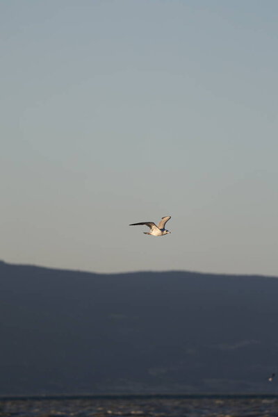 A bird above the water, a seagull. A large seagull on a lake in Turkey. Mountainous landscape of the lake.High quality photo