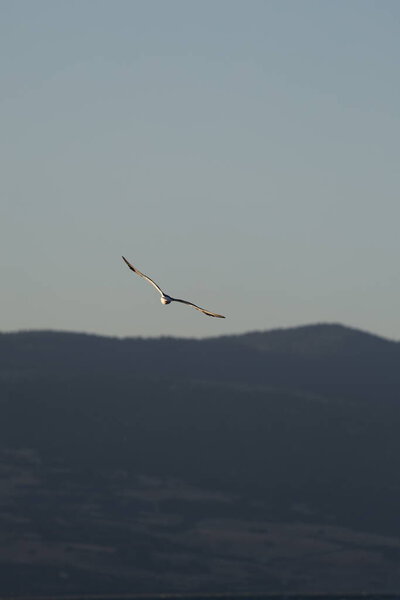 A bird above the water, a seagull. A large seagull on a lake in Turkey. Mountainous landscape of the lake.High quality photo