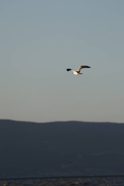 A bird above the water, a seagull. A large seagull on a lake in Turkey. Mountainous landscape of the lake.High quality photo