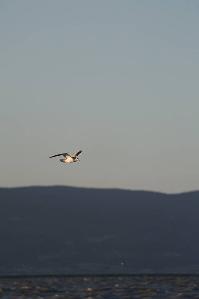 A bird above the water, a seagull. A large seagull on a lake in Turkey. Mountainous landscape of the lake.High quality photo