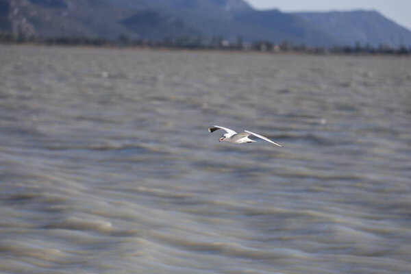 A bird above the water, a seagull. A large seagull on a lake in Turkey. Mountainous landscape of the lake.High quality photo