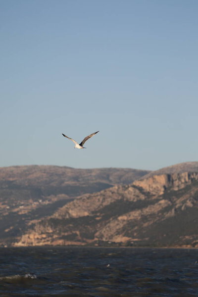 A bird above the water, a seagull. A large seagull on a lake in Turkey. Mountainous landscape of the lake.High quality photo