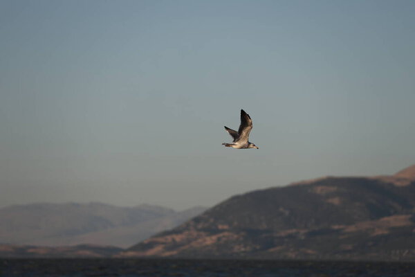 A bird above the water, a seagull. A large seagull on a lake in Turkey. Mountainous landscape of the lake.High quality photo