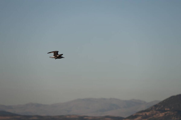 A bird above the water, a seagull. A large seagull on a lake in Turkey. Mountainous landscape of the lake.High quality photo