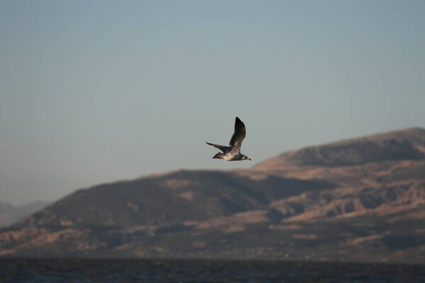 A bird above the water, a seagull. A large seagull on a lake in Turkey. Mountainous landscape of the lake.High quality photo