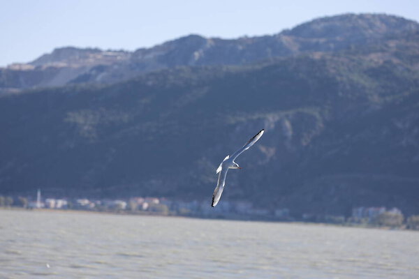 A bird above the water, a seagull. A large seagull on a lake in Turkey. Mountainous landscape of the lake.High quality photo