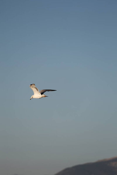 A bird above the water, a seagull. A large seagull on a lake in Turkey. Mountainous landscape of the lake.High quality photo
